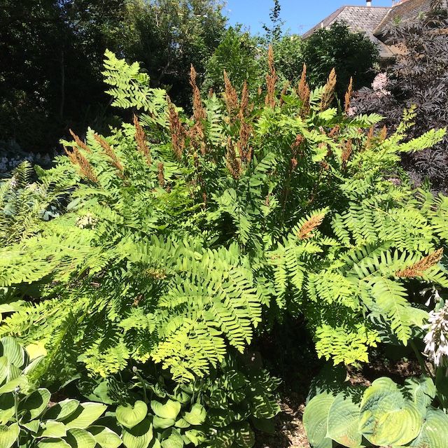 Fern Osmunda regalis