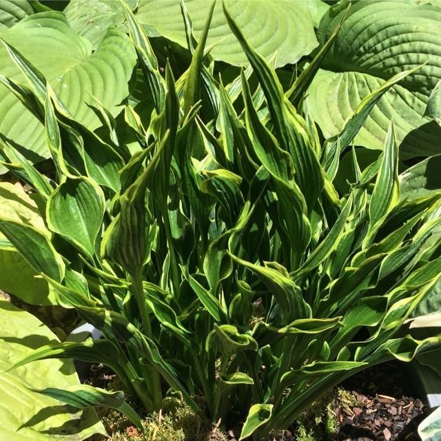 Hosta 'Hands Up' ®