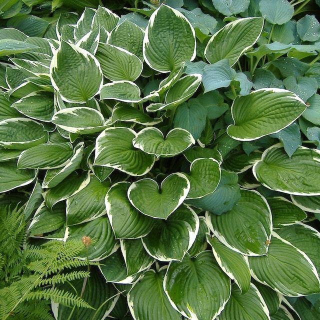 Hosta 'Francee' Hosta 'Francee'