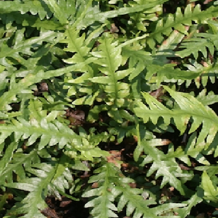 Fern Asplenium x ebenoides