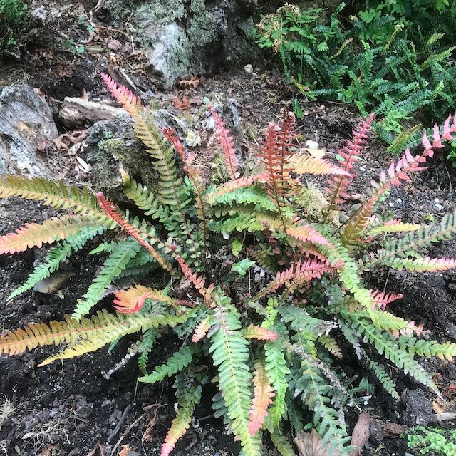 Fern Doodia media