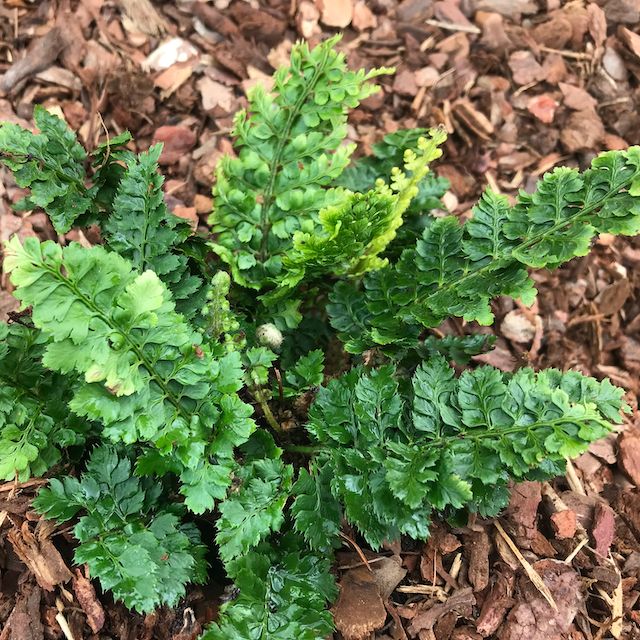 Fern Polystichum setiferum 'Congestum'