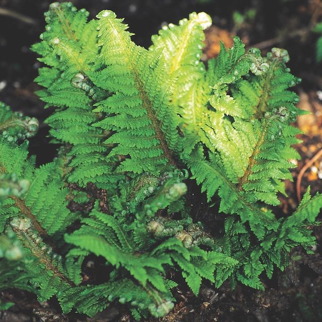 Fern Polystichum setiferum 'Congestum'