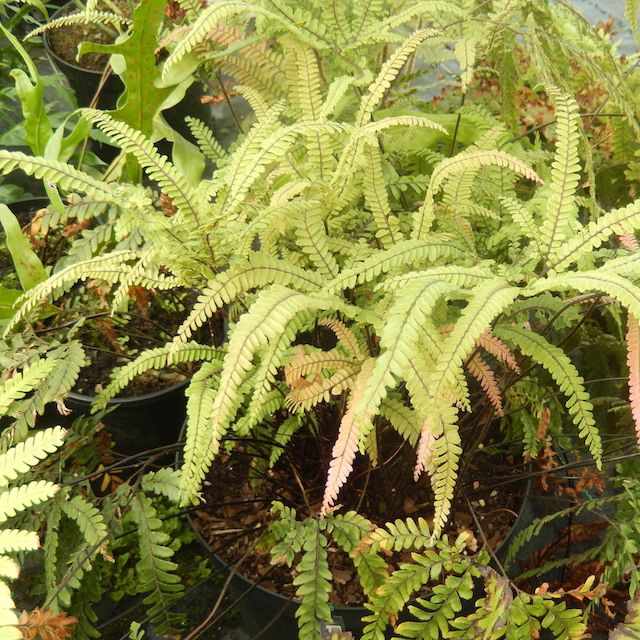 Fern Adiantum hispidulum