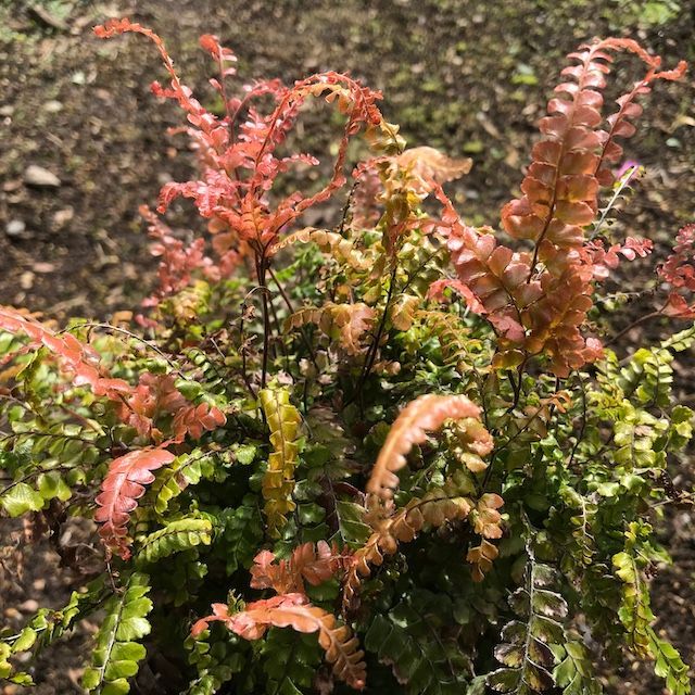 Fern Adiantum hispidulum