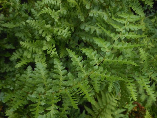 Fern Dryopteris filix-mas 'Barnesii'