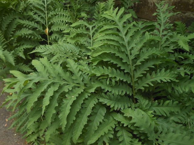 Fern Onoclea sensibilis