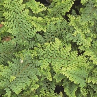 Fern Polystichum setiferum 'Plumosum Densum'