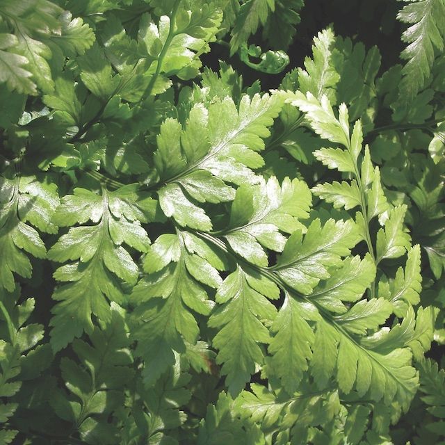 Fern Rumohra adiantiformis