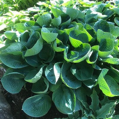 Hosta 'Abiqua Drinking Gourd'