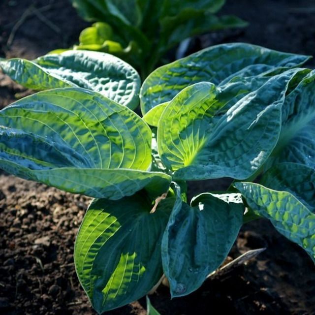 Hosta 'Blueberry Waffles'