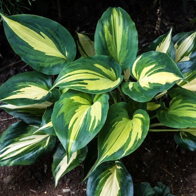 Hosta 'Cherokee'