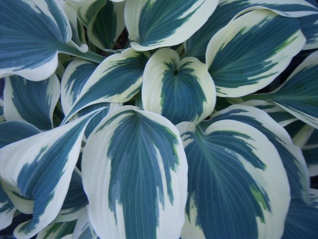 Hosta 'Great Escape'