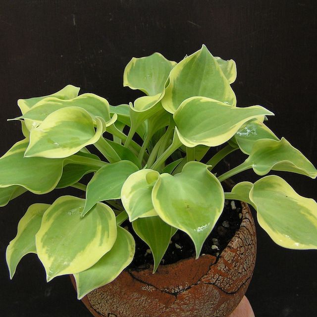 Hosta 'Lakeside Scamp'