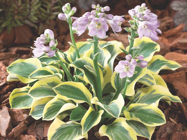 Hosta 'Lucky Mouse'™