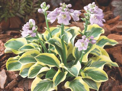 Hosta 'Lucky Mouse'™