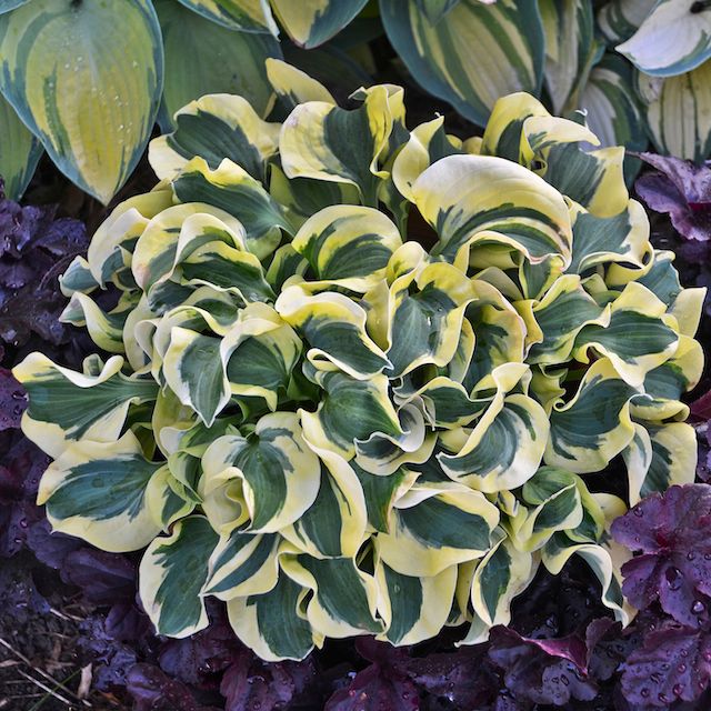 Hosta 'Mini Skirt' ®