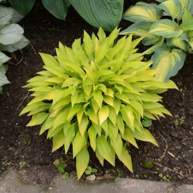 Hosta 'Munchkin Fire'