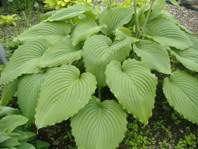 Hosta 'Niagara Falls'