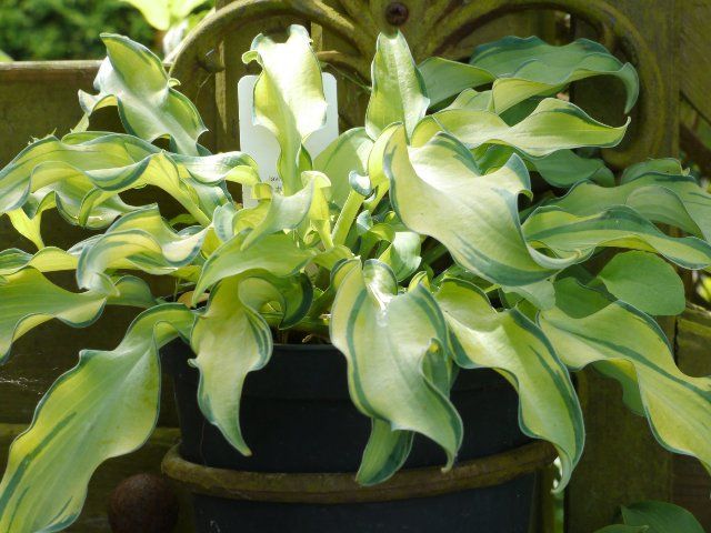 Hosta 'Ripple Effect'