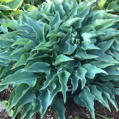 Hosta 'Slim and Trim'