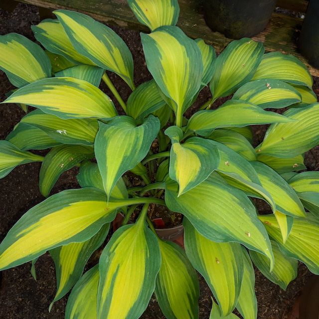 Hosta 'Hawaiian Luau'