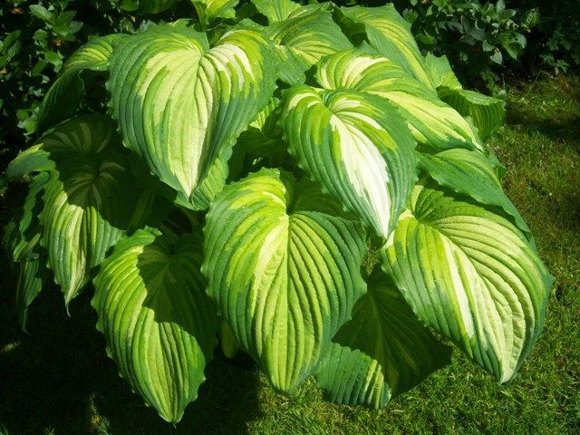 Hosta 'War Paint'
