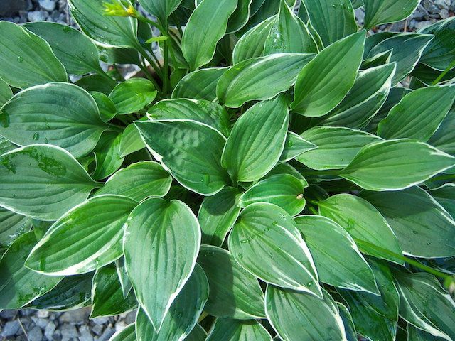 Hosta 'Little White Lines'
