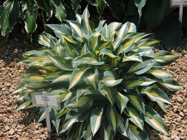 Hosta 'Magic Island'