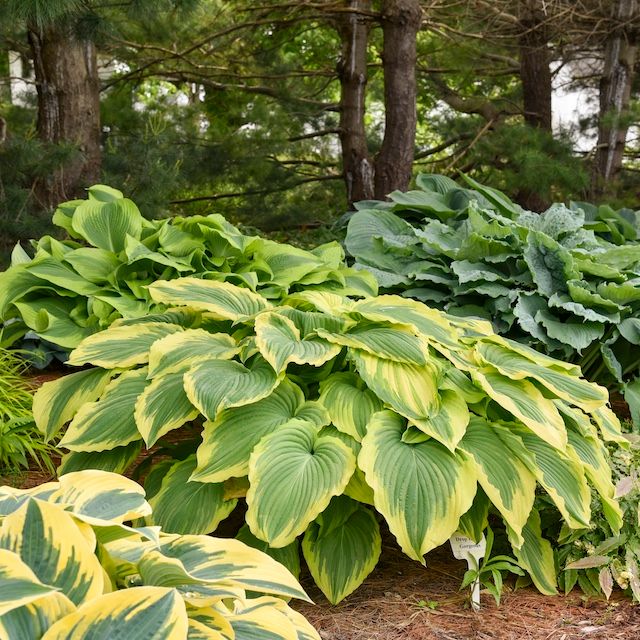 Hosta 'Drop-dead Gorgeous' ®