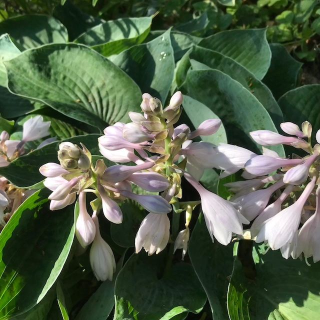 Hosta 'Kiwi Canoe'
