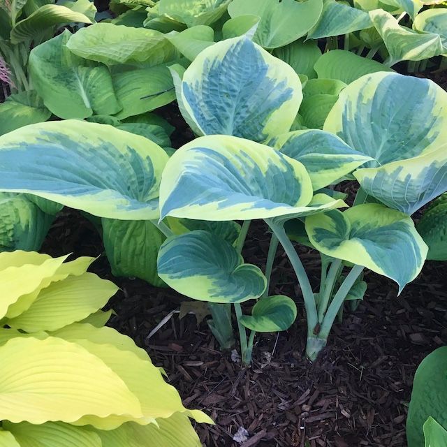 Hosta 'Eclipse of the Heart'