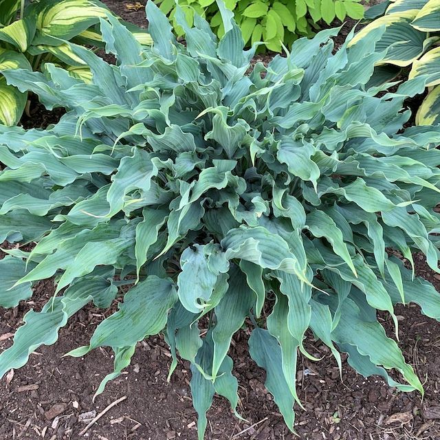 Hosta 'Wild Imagination' ®