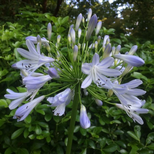 Agapanthus 'Blue Gown' Agapanthus 'Blue Gown'