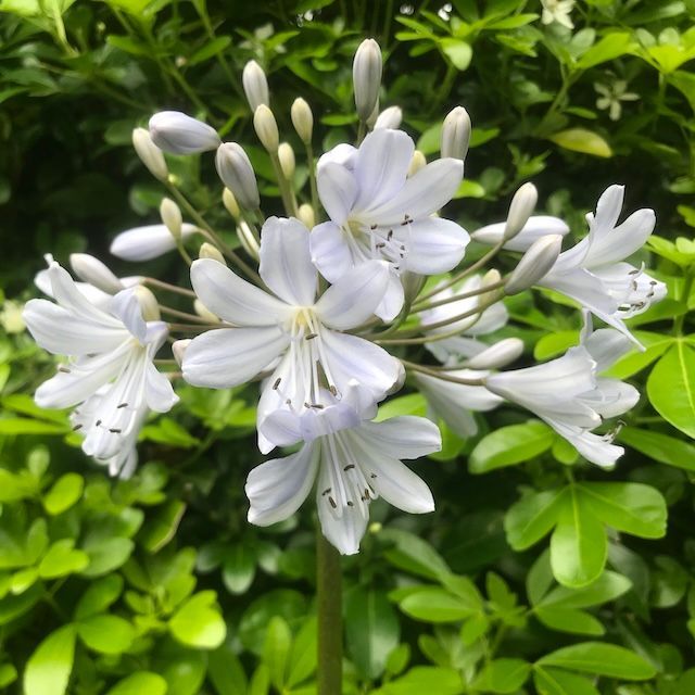 Agapanthus 'Silver Mist' Agapanthus 'Silver Mist'