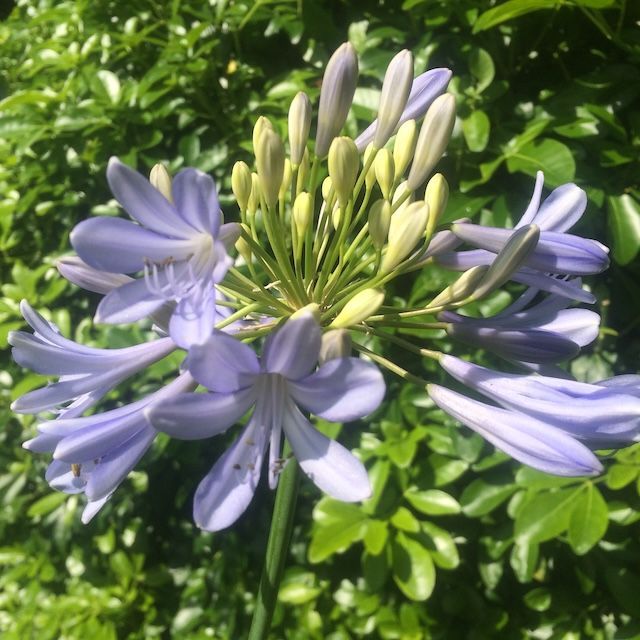 Agapanthus 'Harvest Blue' Agapanthus 'Harvest Blue'