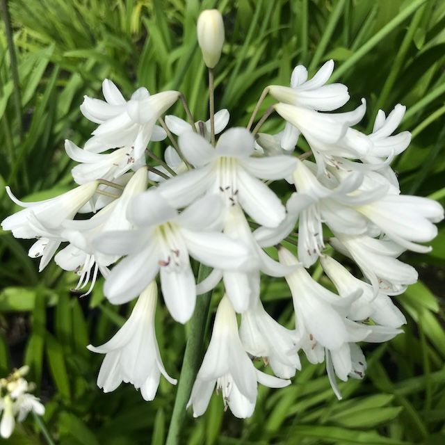Agapanthus 'White Century'