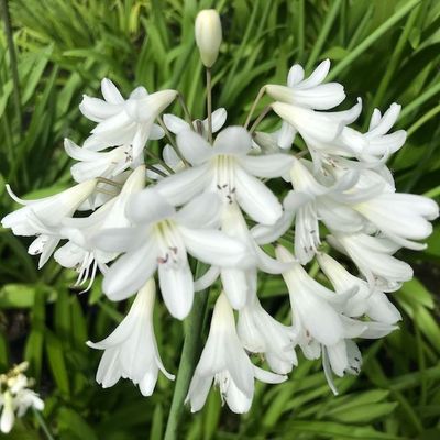 Agapanthus 'White Century'