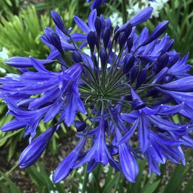 Agapanthus 'Night Sky' Agapanthus 'Night Sky'