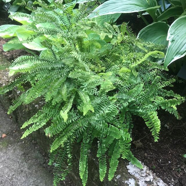 Fern Adiantum aleuticum 'Imbricatum'