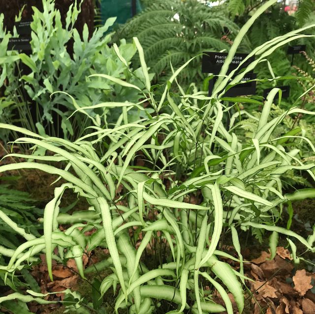 Fern Pteris cretica var. albolineata