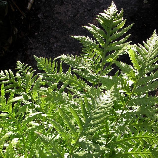 Fern Woodwardia fimbriata