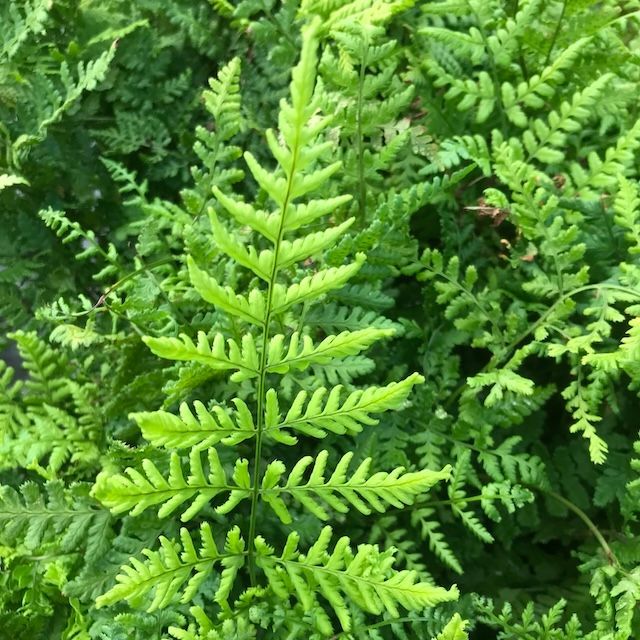 Fern Dryopteris dilatata 'Lepidota Cristata'