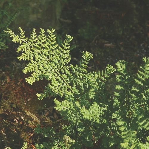 Fern Dryopteris dilatata 'Lepidota Cristata'
