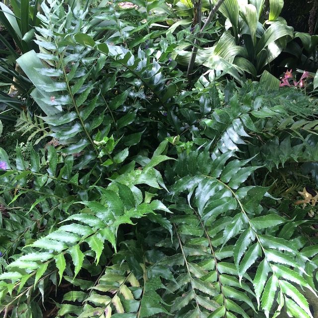 Fern Cyrtomium falcatum