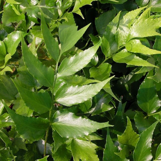 Fern Cyrtomium falcatum