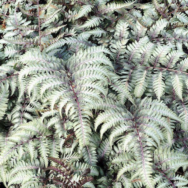Fern Athyrium niponicum 'Silver Falls'