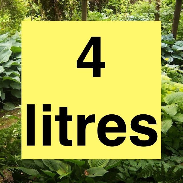 2026 Mature 4 Litre Chelsea Pensioner Hostas