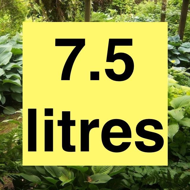 2026 Mature 7.5 Litre Chelsea Pensioner Hostas