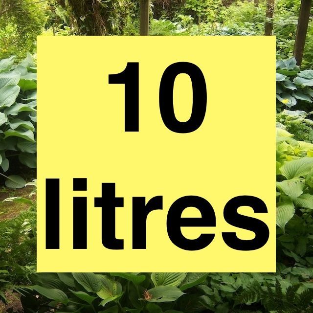 2026 Mature 10 Litre Chelsea Pensioner  Hostas